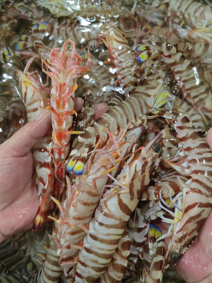 野生本港斑节虾九节虾花虾马宫码头自然海鲜（冷链配送）