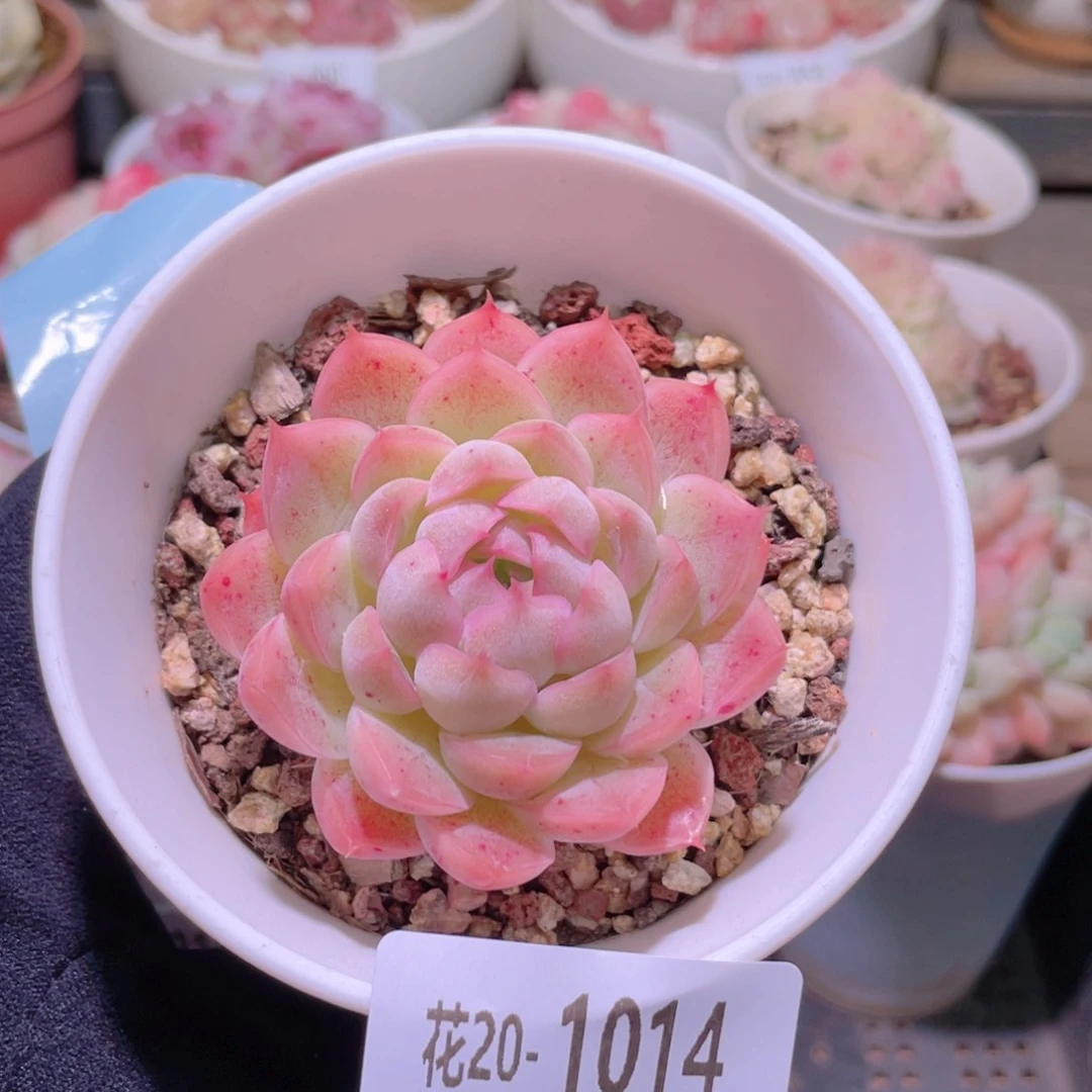 花利美20-1014海王