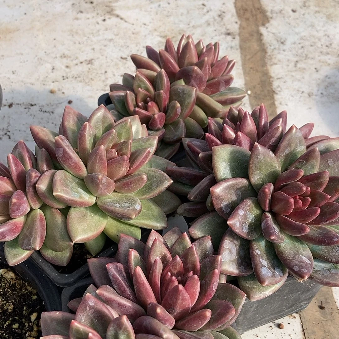 131迷雾泡泡随机双头