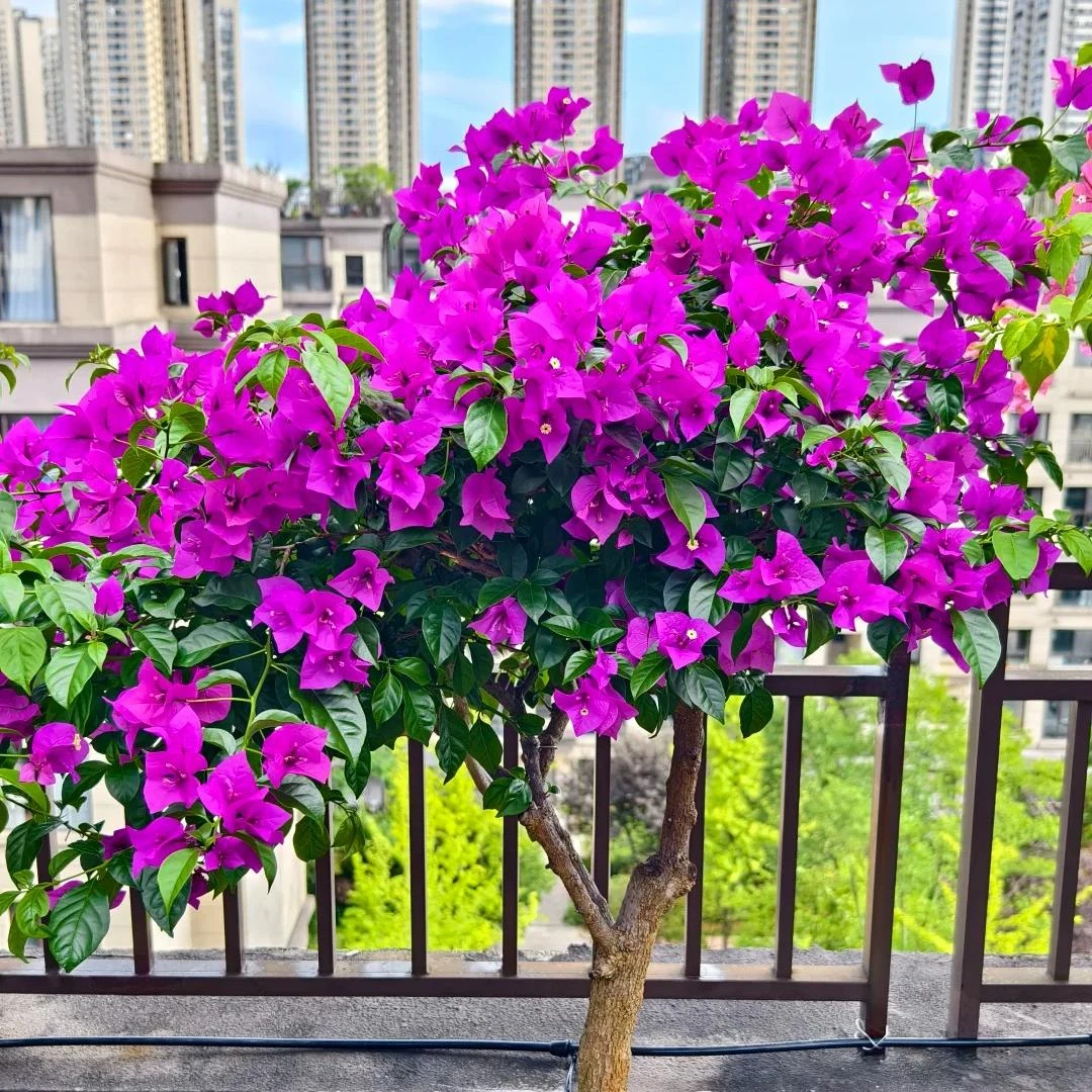 三角梅【云南紫】勤花好养护四季开花适合种植在庭院