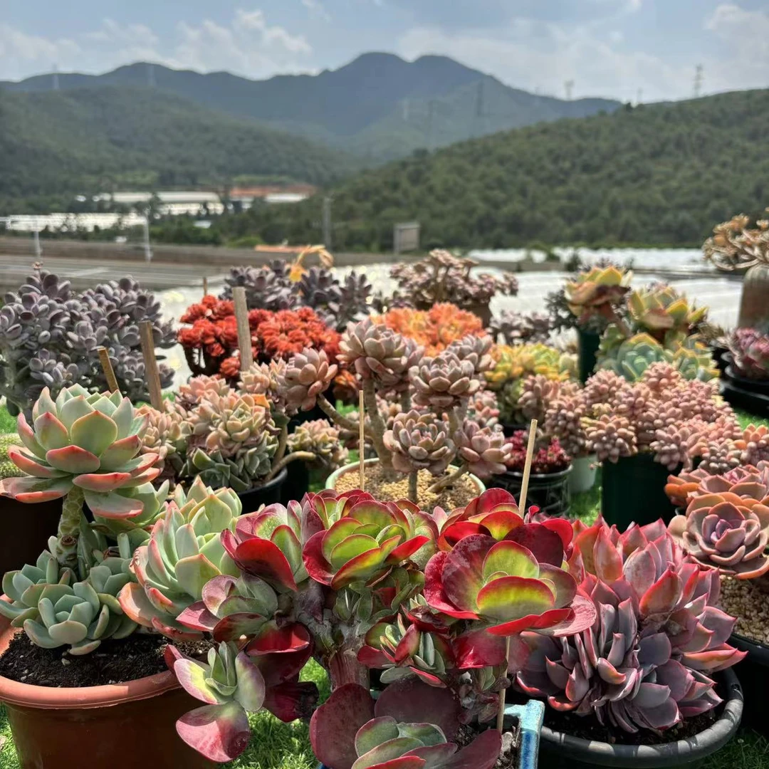 【综合链接】多肉植物以直播展示为准