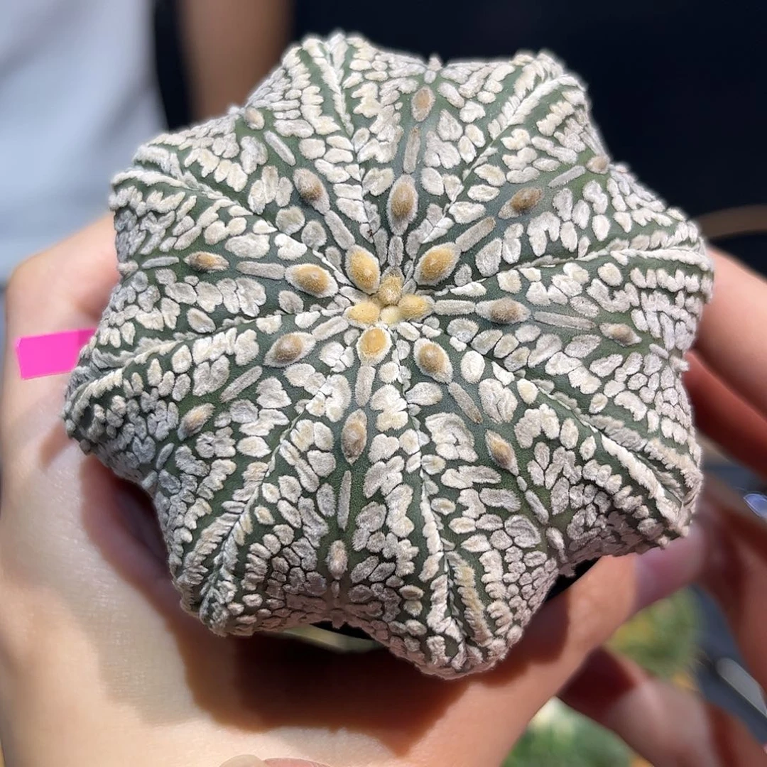 33号8cm实生超腿浓白连线海星