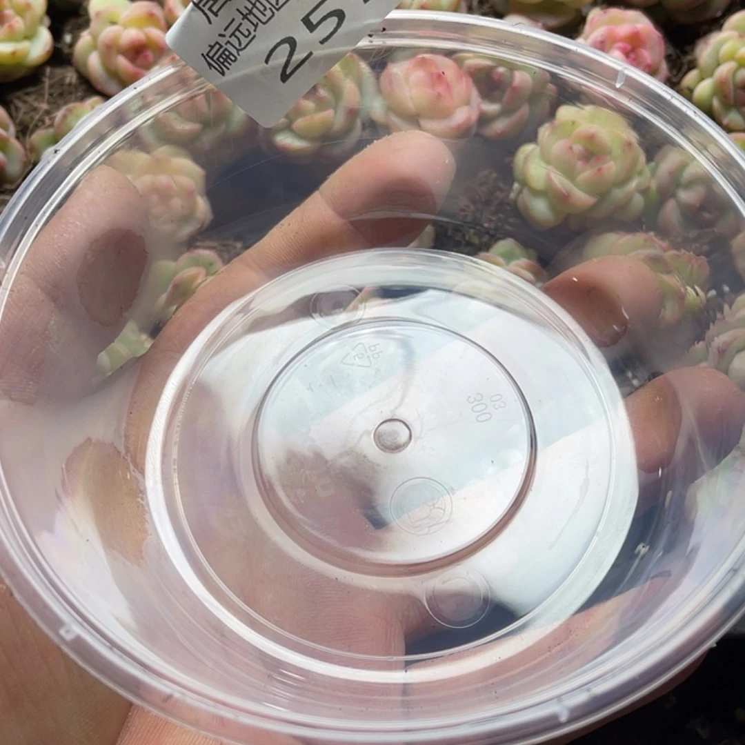 败*豆包珍妮一物一拍257