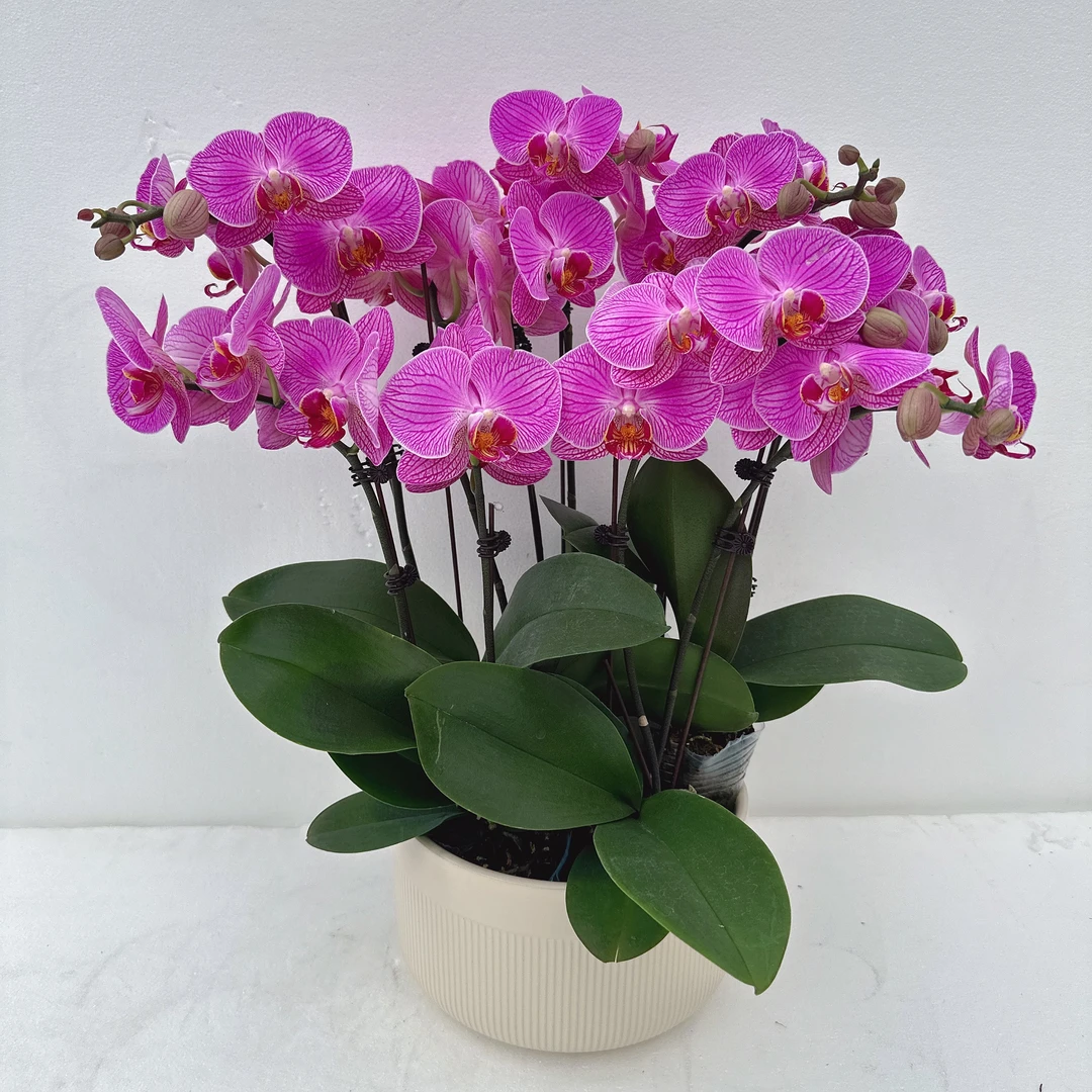 南汐蝴蝶兰3.0【玉玲珑】紫红色系年宵热宠品种 带花带花苞发货