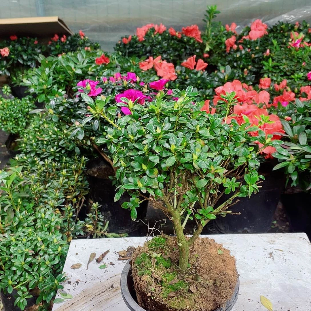 a***宝完全开放娟之舞杜鹃