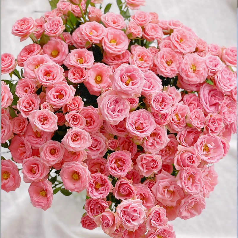 【露露公主】多【3单包邮顺丰空运/95%市区次日达】