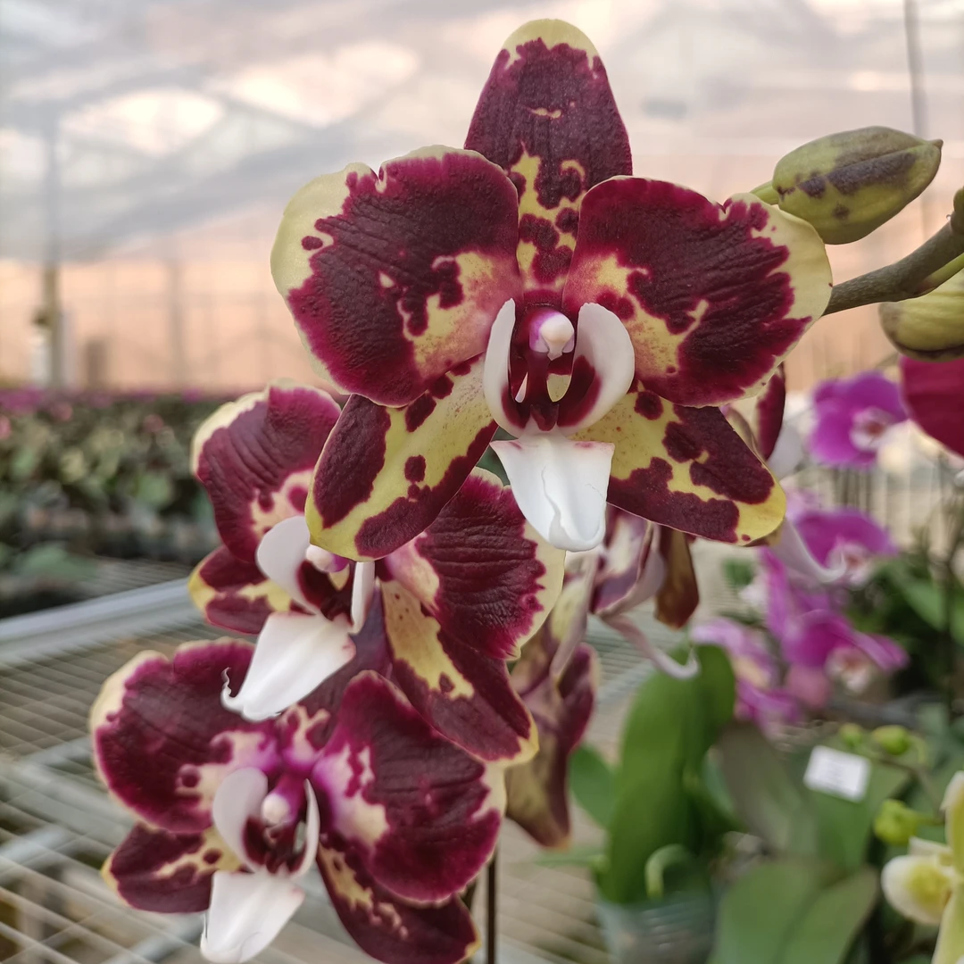 【原生种0831】3.5寸加高杯 室内高端花卉蝴蝶兰