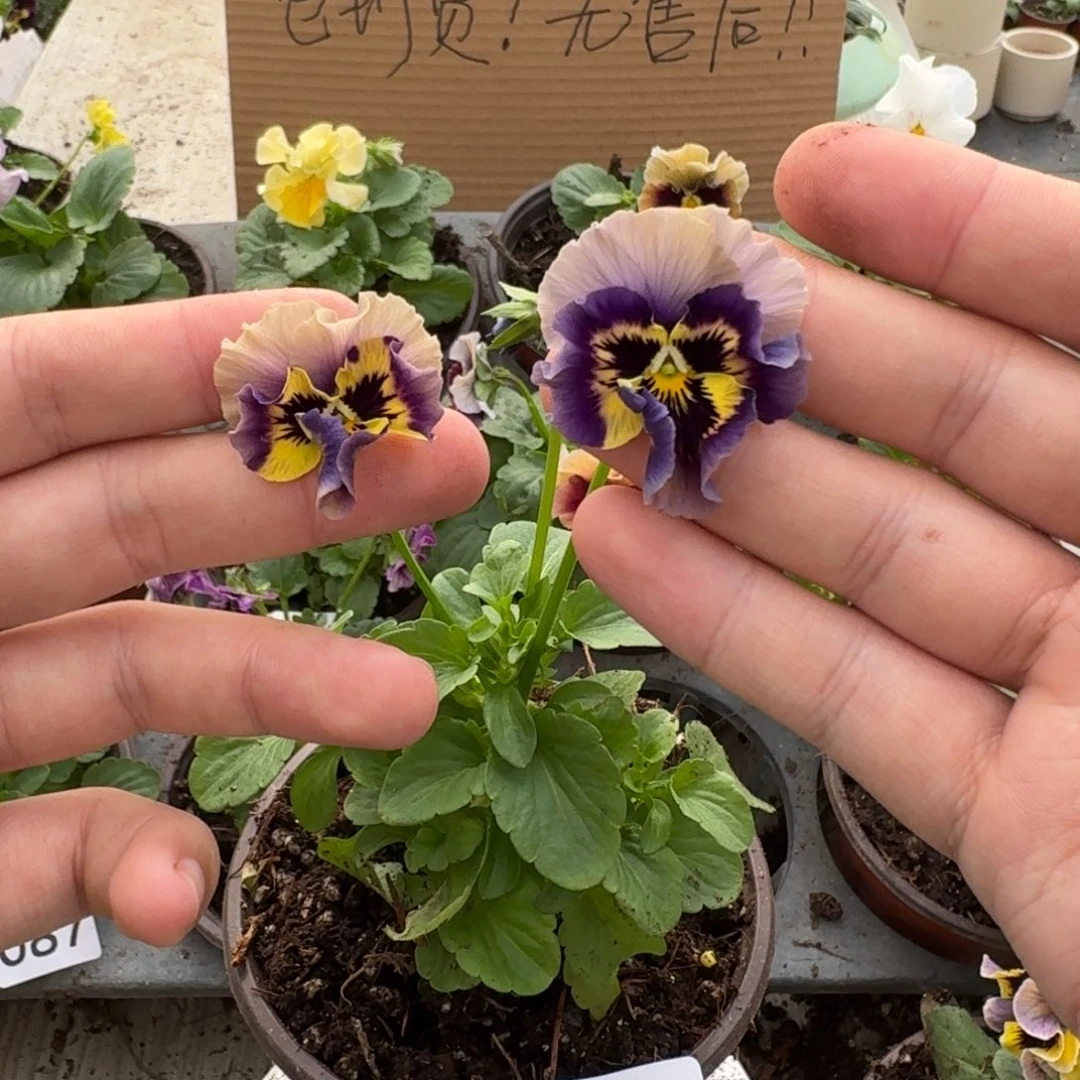 大部分花苞少量开放112