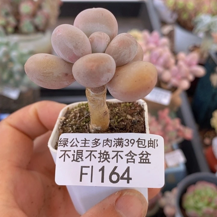 蛋黄奶164多肉植物