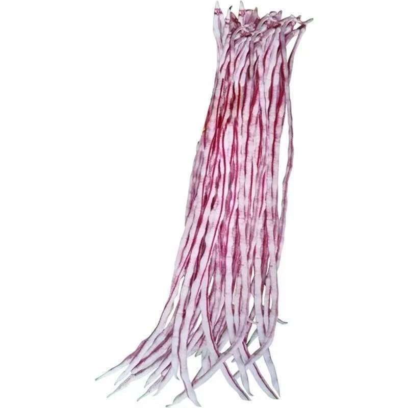 龙纹豇豆种籽花豹豇豆种子紫红特长豆角种籽肉厚纤维少蔬菜种孑子