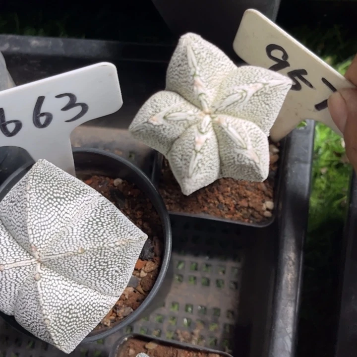 别***z957恩种好养皮实好活