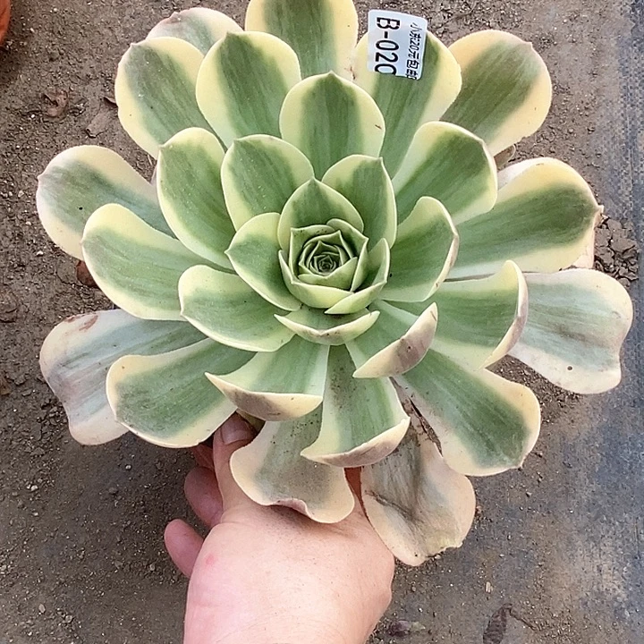 20香炉盘白锦多肉植物法师