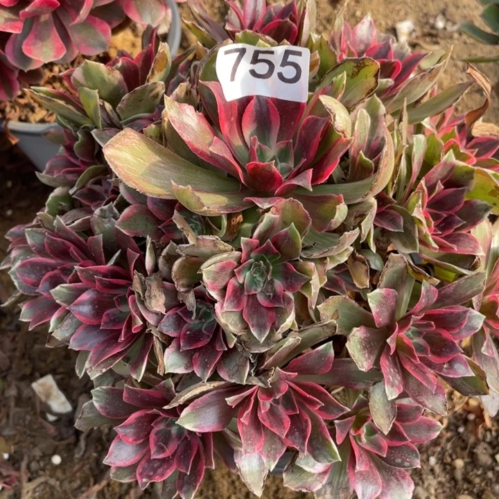 无花朵755多肉植物浣纱