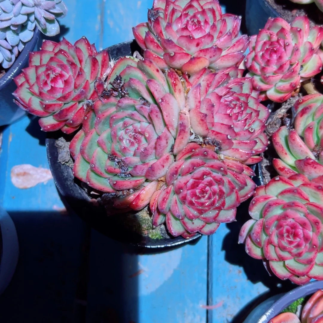 精品多肉植物老桩