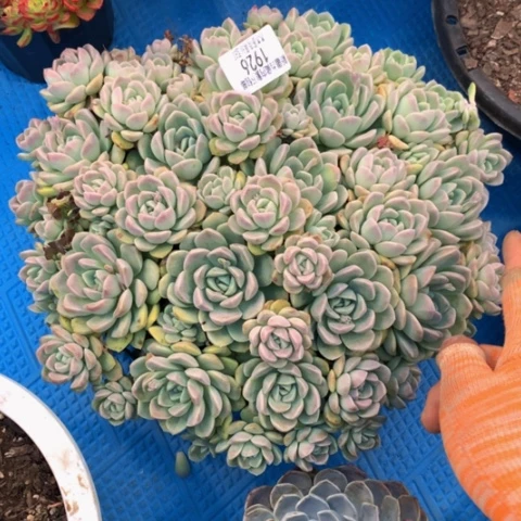 徐*1926奶油美人多肉