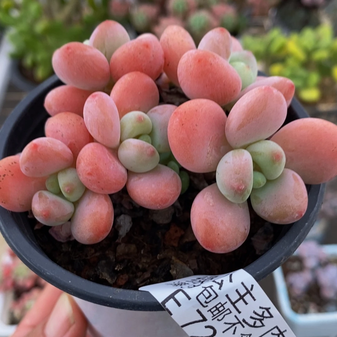 728橘子香水7cm多肉