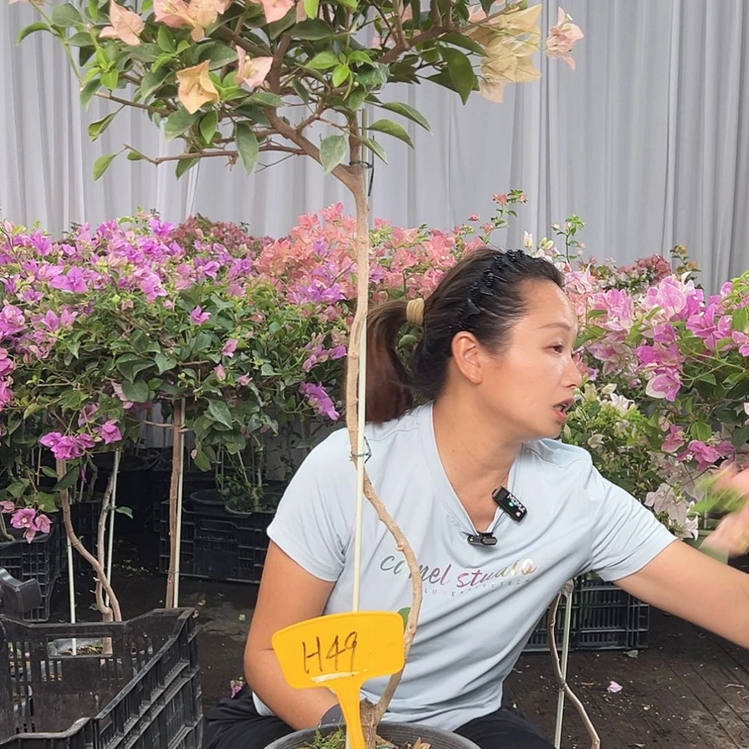 一****当前无花栽培后可以开花H49卡雅塔
