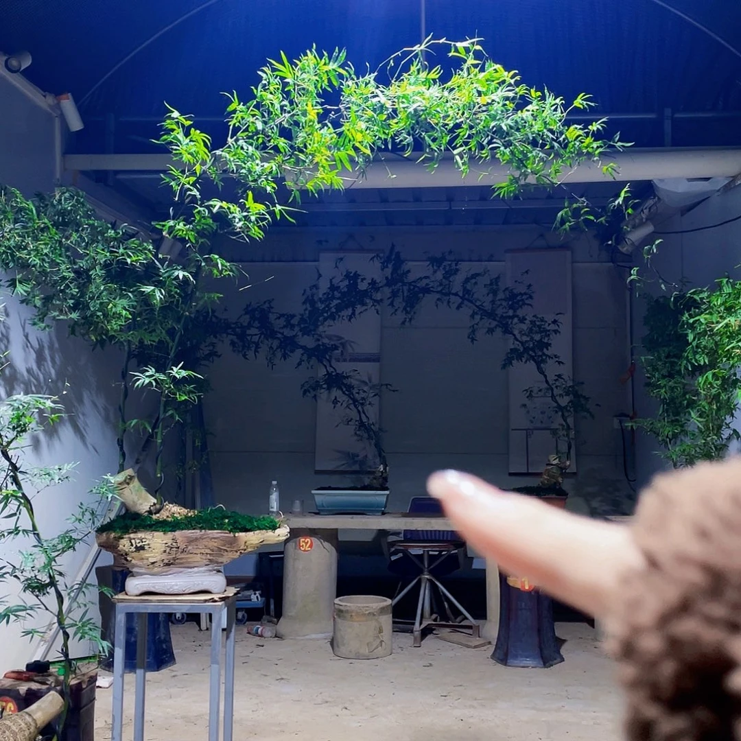 J***y无花朵小叶簕竹熟桩陶瓷盆一物一拍