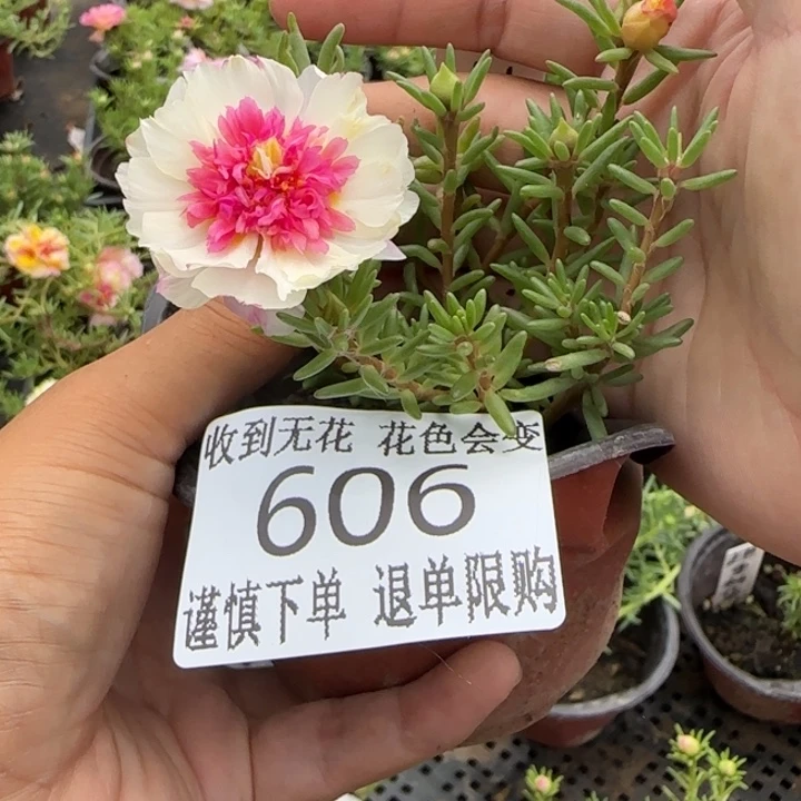 无花朵606超小苗盆口10cm