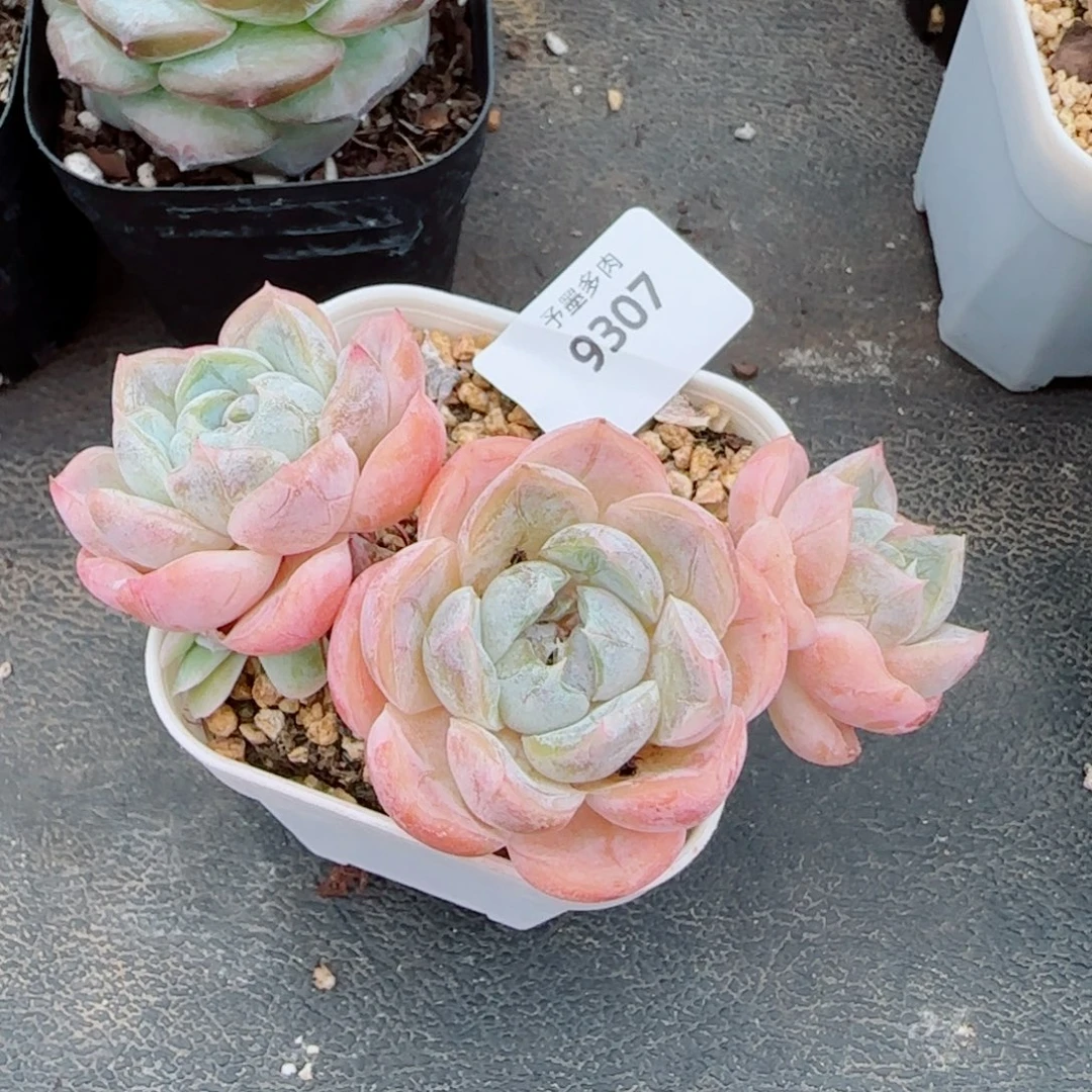 胖虎，9307多肉植物