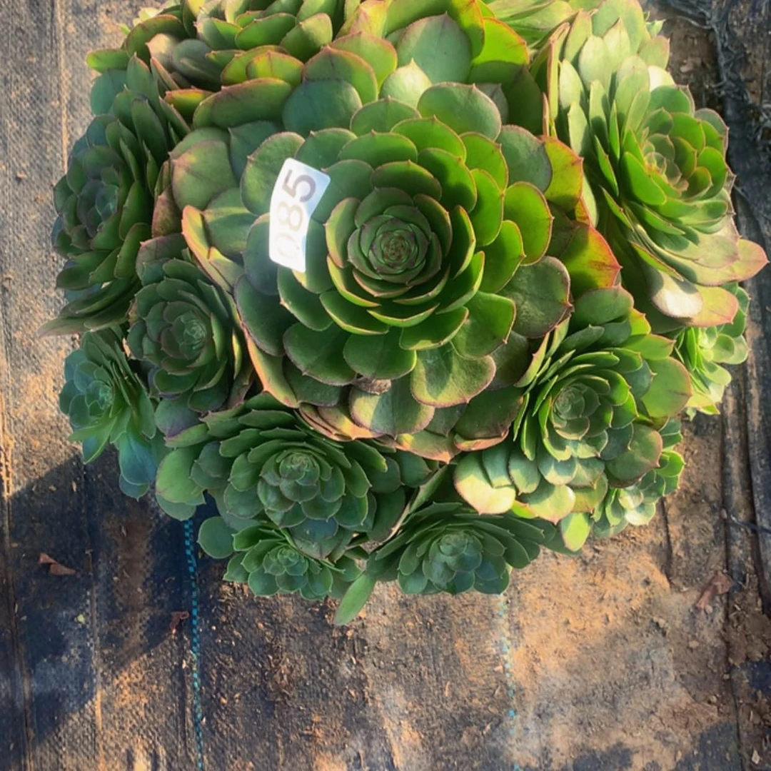 【闪购商品】85万圣节