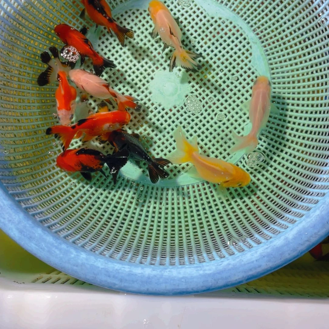 海水鱼花泰狮金鱼33