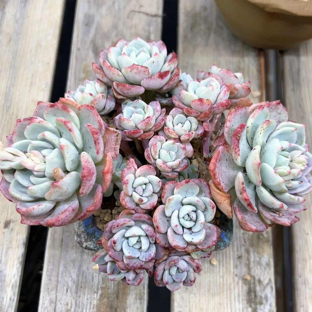 千山雪28 零零多肉植物