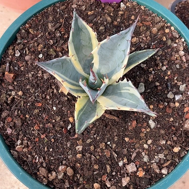 赖光米白覆轮锦芽