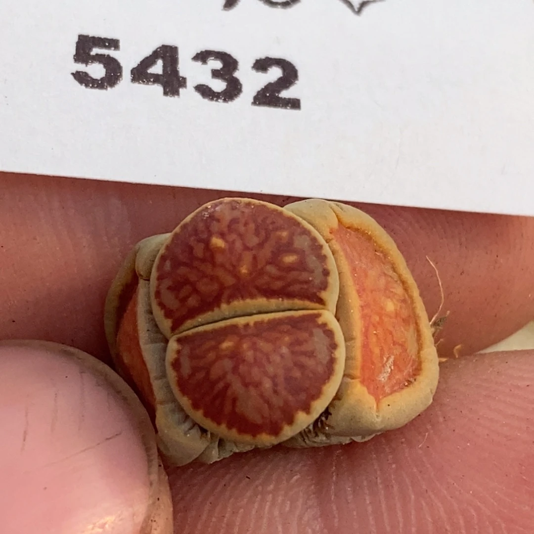 5432。18包邮.当天凑哦。新疆西藏88包邮