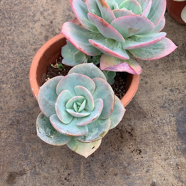 无花朵雪*莉多肉植物2555555