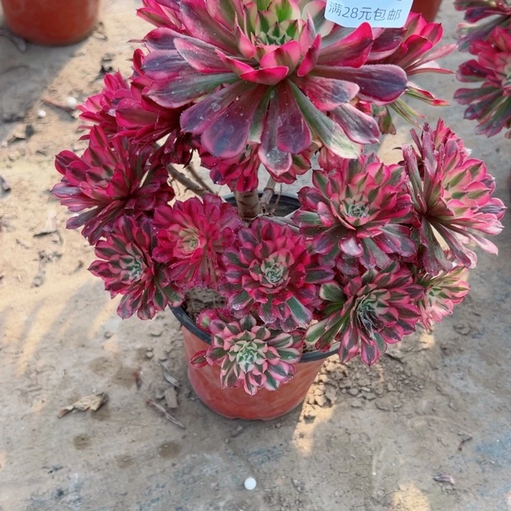 604铜白多肉植物