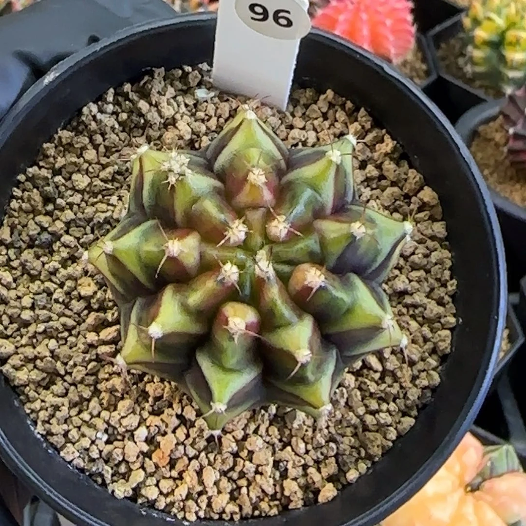 乌贼，喜欢直接拍的