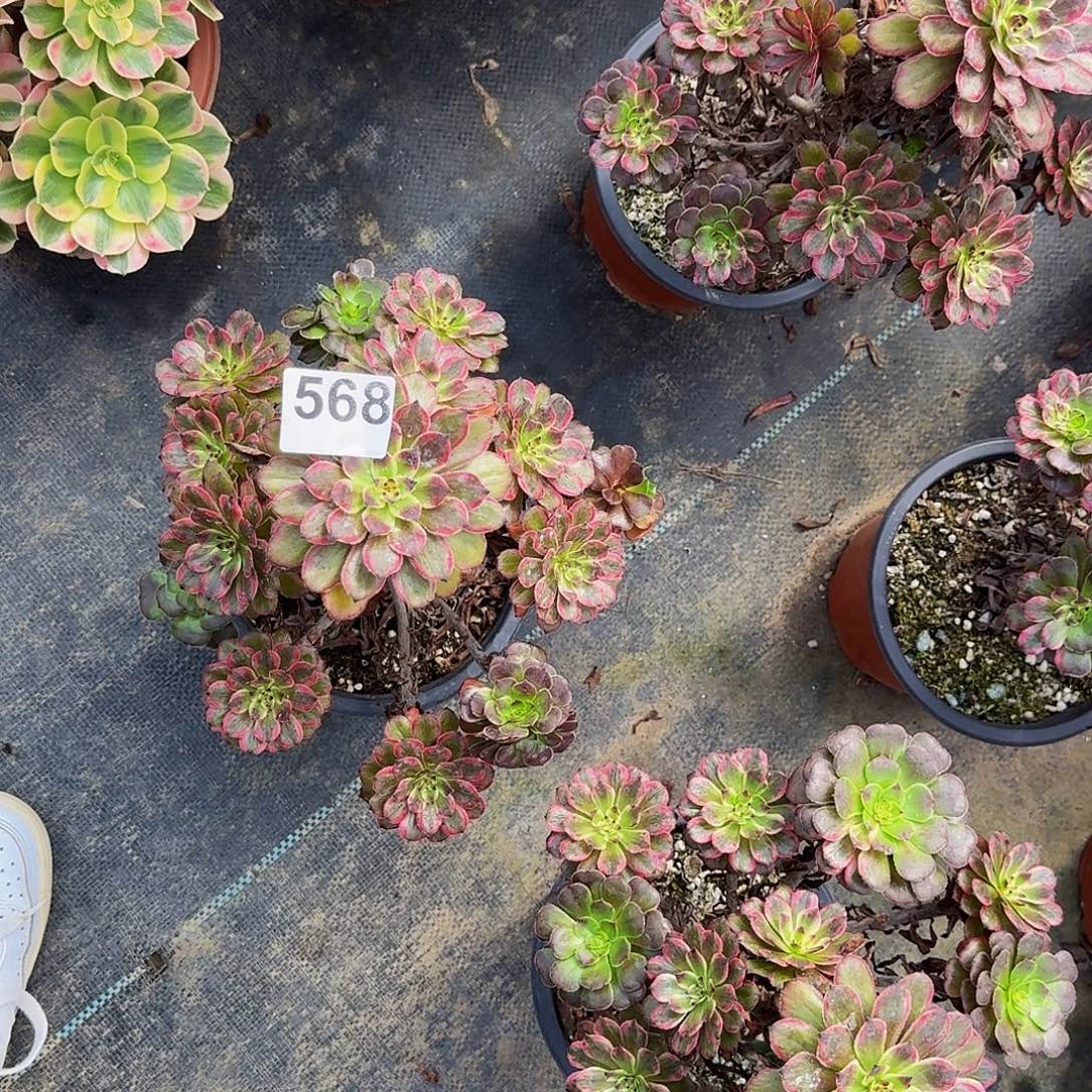 雯***子568紫霞法师植物多肉