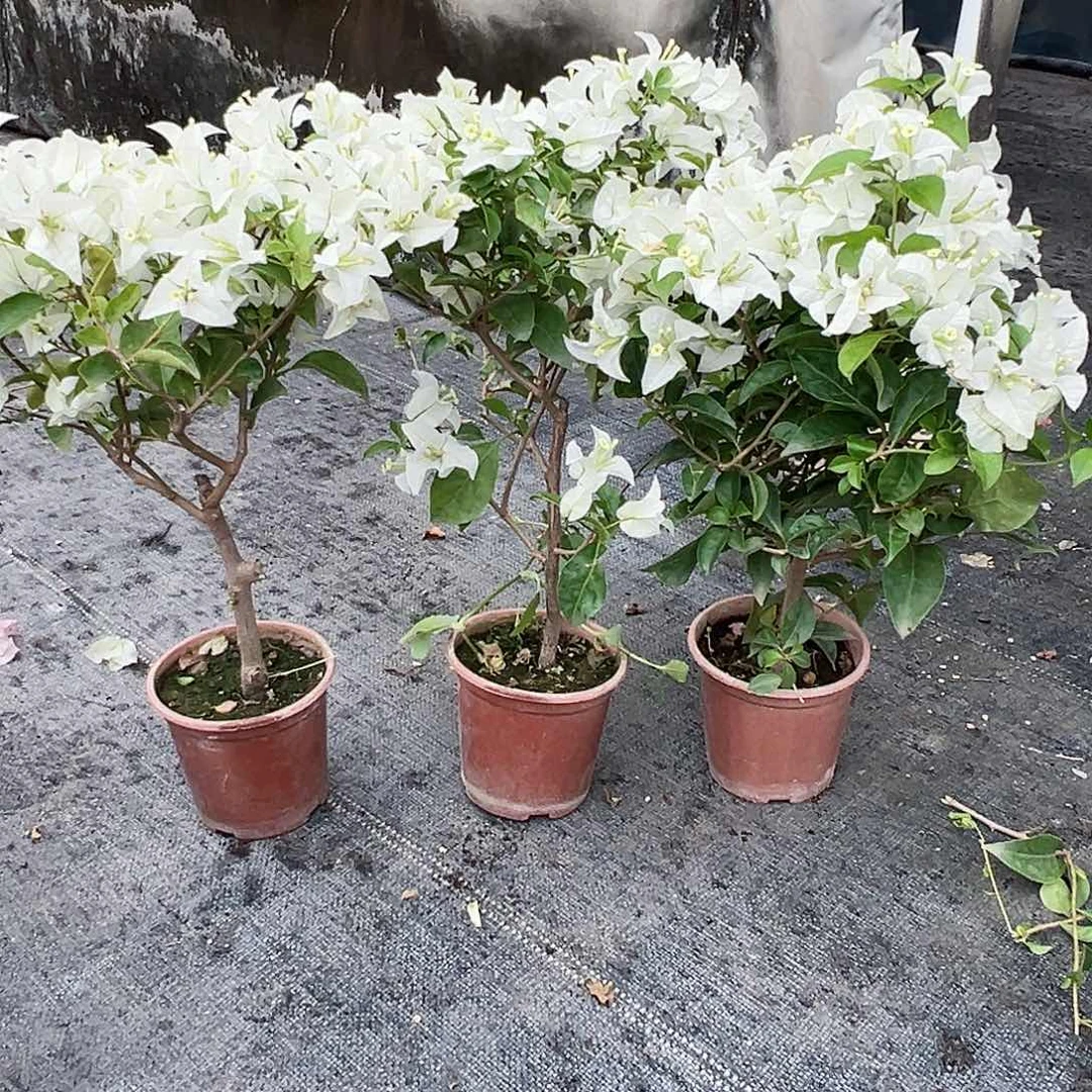 大部分花苞少量开放白雪公主掌中宝一颗
