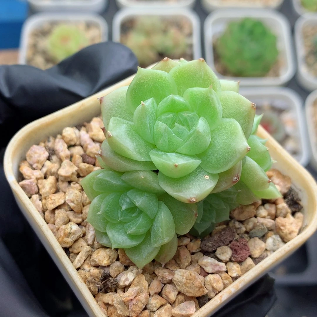 58包邮  群生不包整麦秆群132