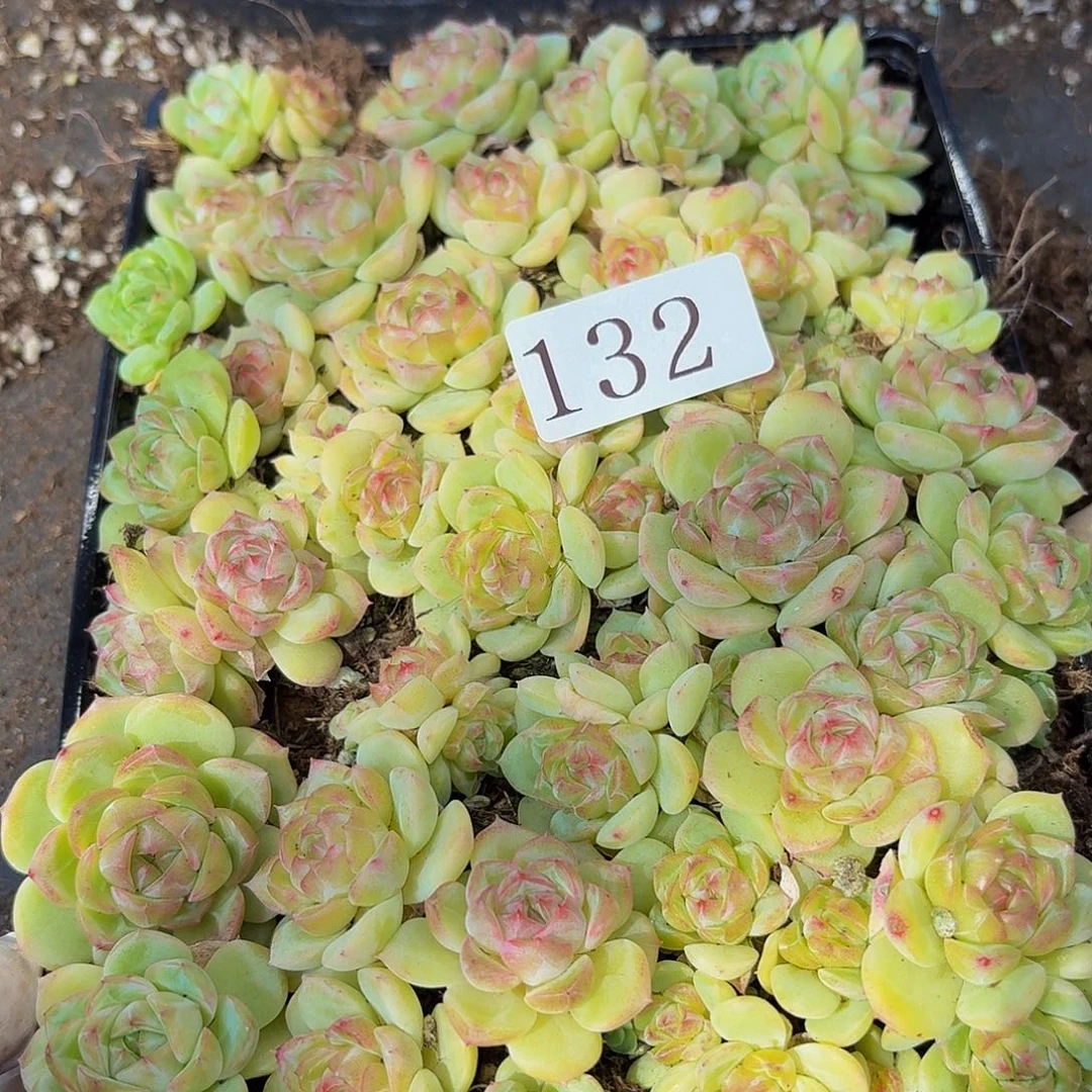 三*牛多肉植物多肉植物132