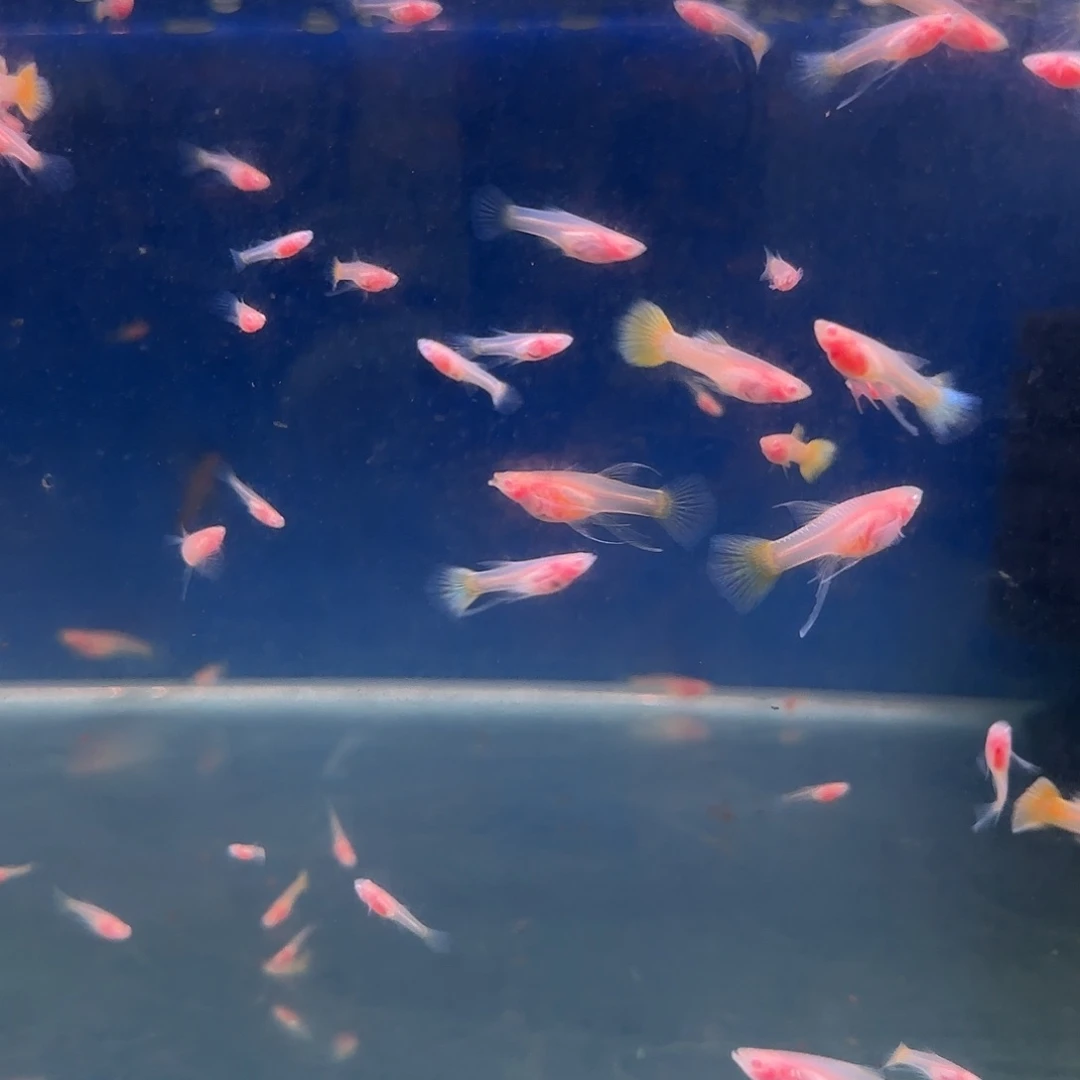 孔雀鱼练手黄金玻璃苗10条