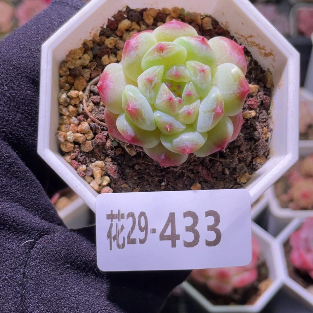 花利美29-433秘境冰魄
