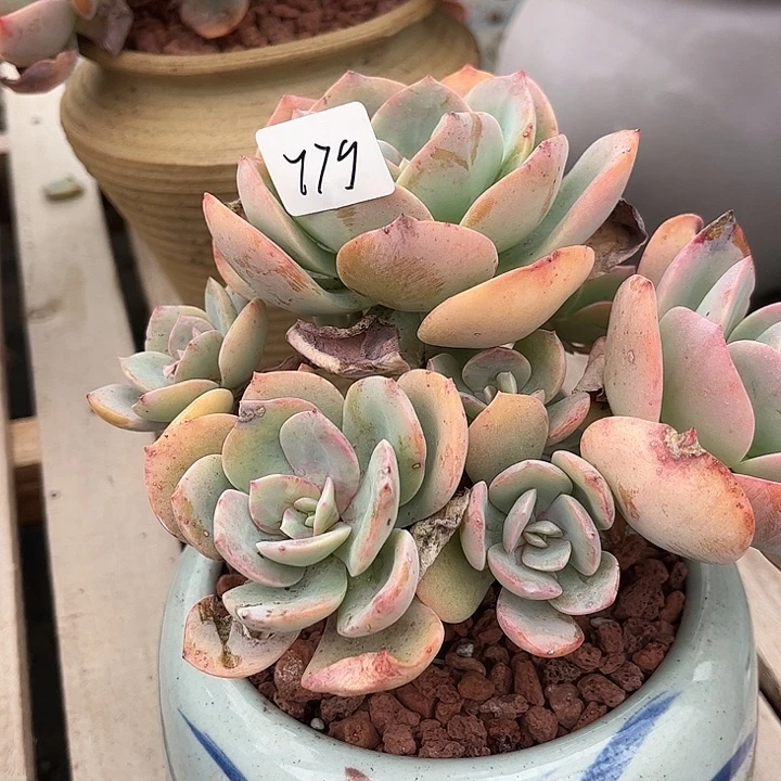 柚***花779血凤不售后脱土发货不退不换