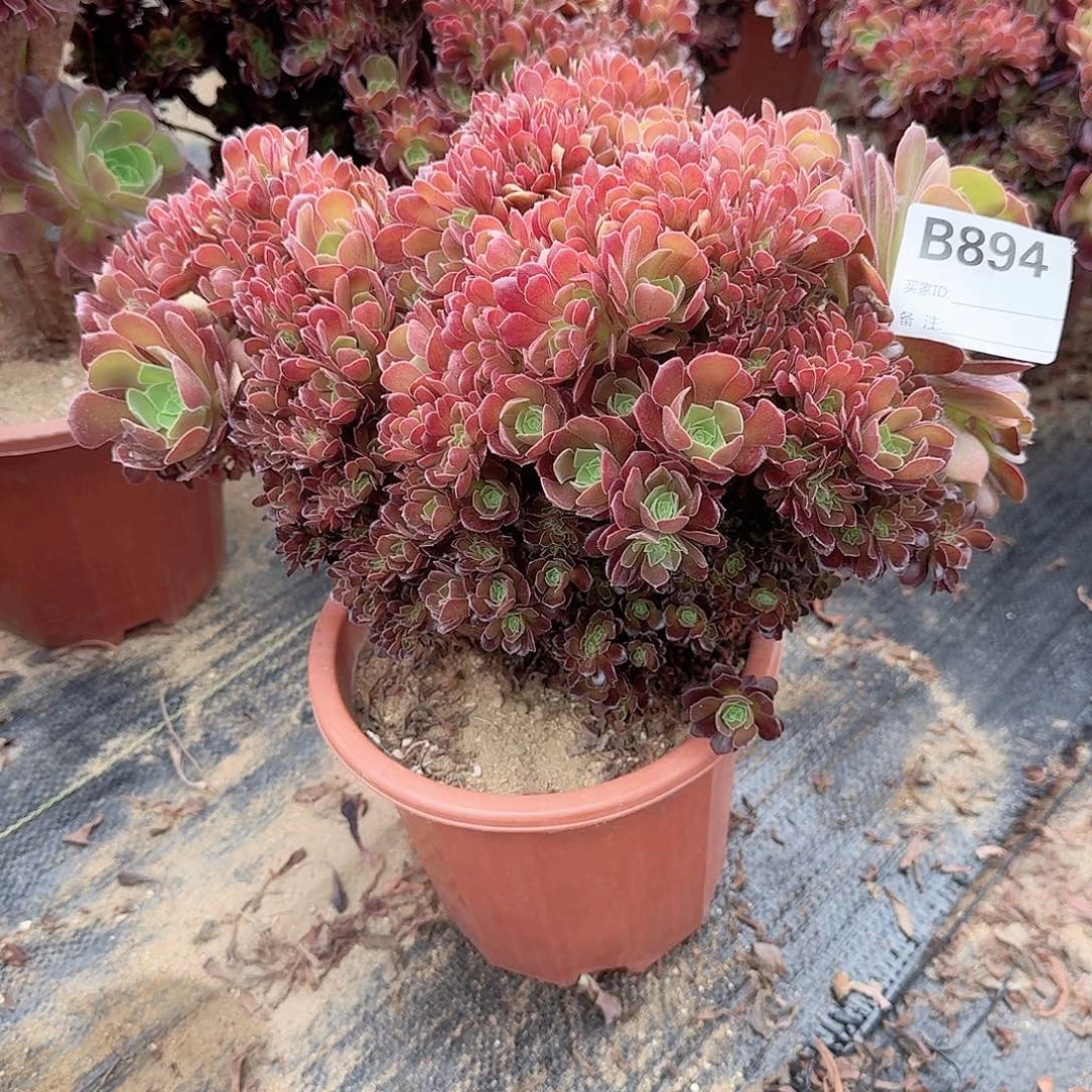 894玫瑰朵朵一颗