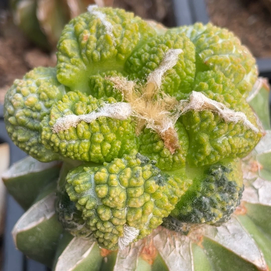 全部花朵散斑基因锦033