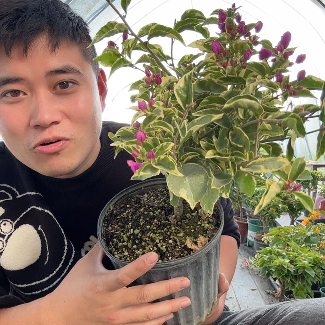 完全开放三角梅12号