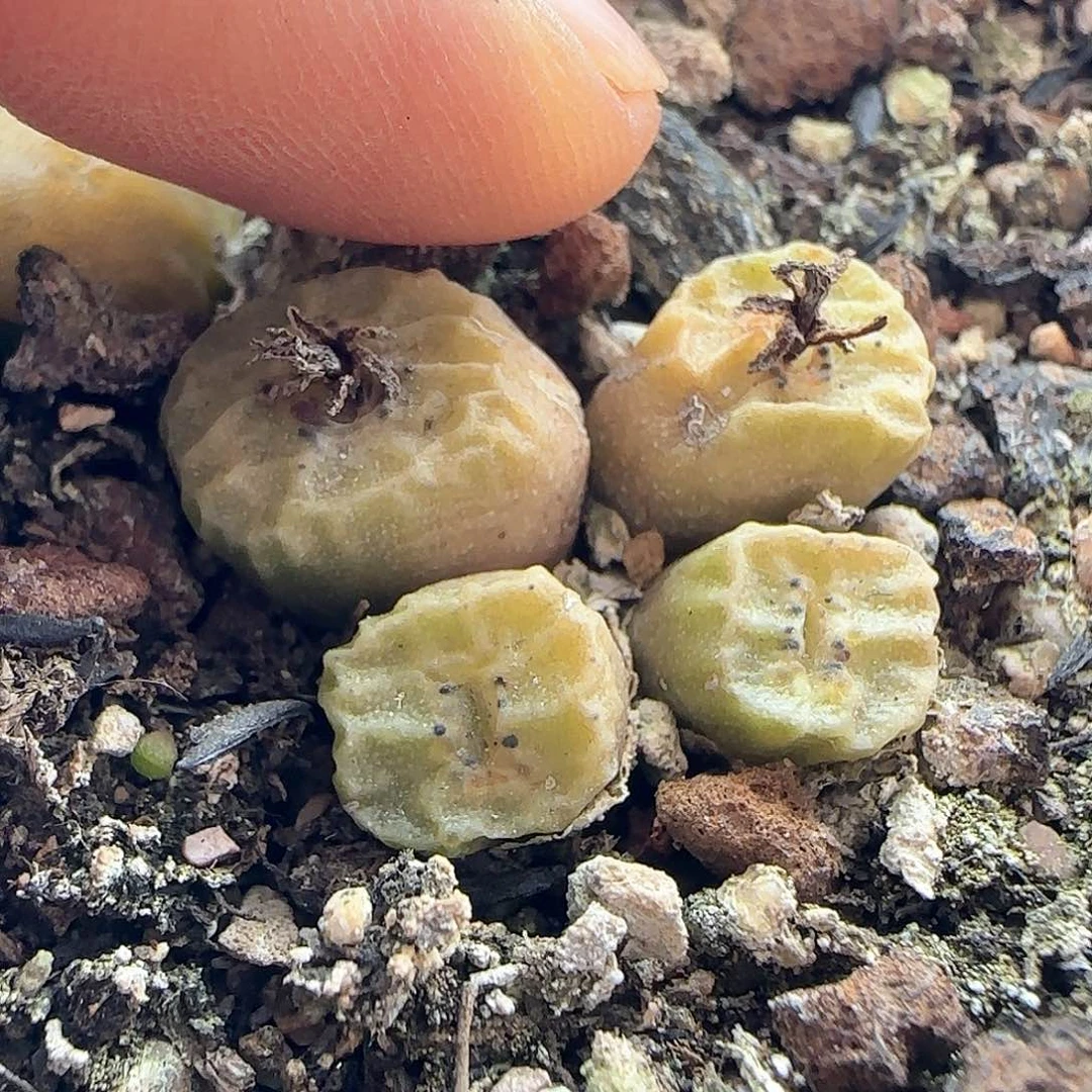 哎****?过年好，脱土发货，年后发货哦23406