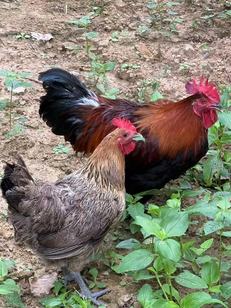 【公母组合】山地散养黑脚老母鸡(炖汤)+柴公鸡(红烧)现杀