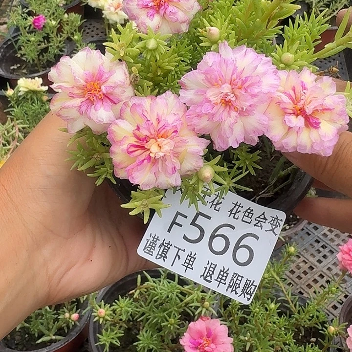 无花朵F566超小苗盆口10cm