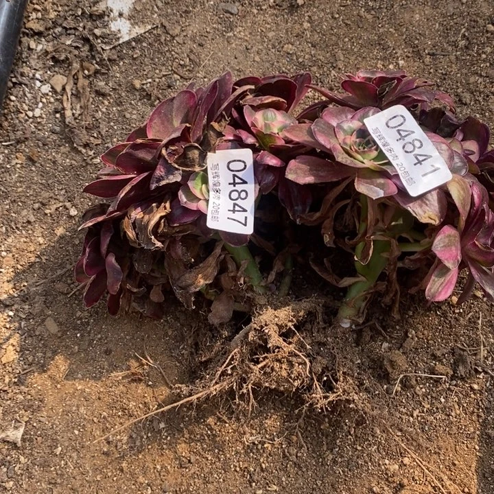 04841 04847两颗多肉植物
