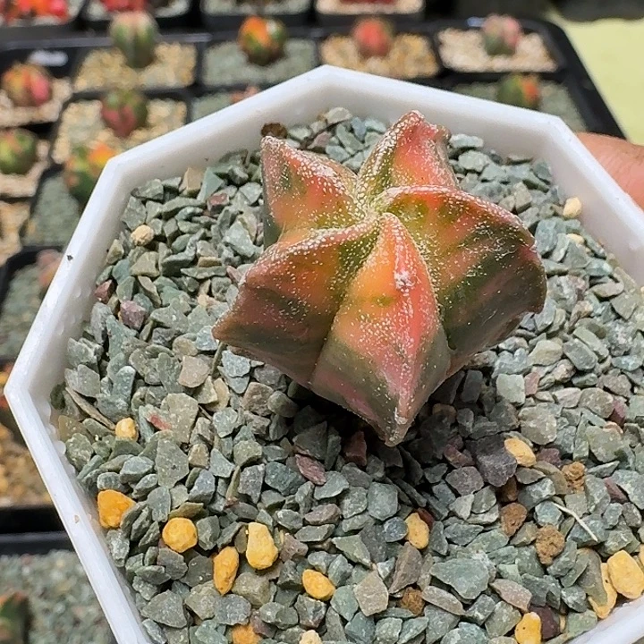 五角鸾风锦多肉植物