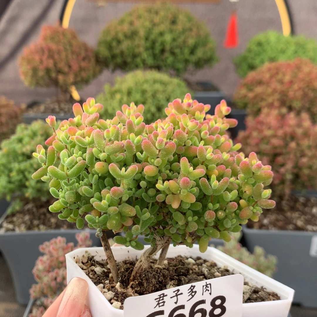 c668蜜橘枝干番杏