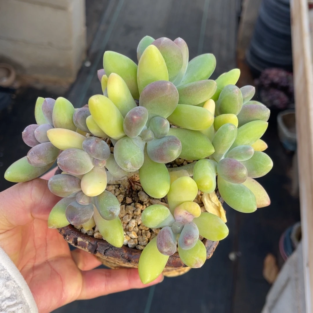 金蟾朵朵缀一物一拍