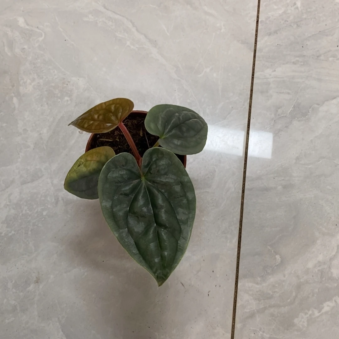 不开花植物03 黑奢华籽播（轻微叶损不售后）